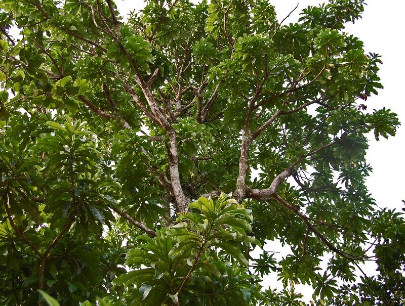 Wei&szlig;e Mango (Mangifera caesia)