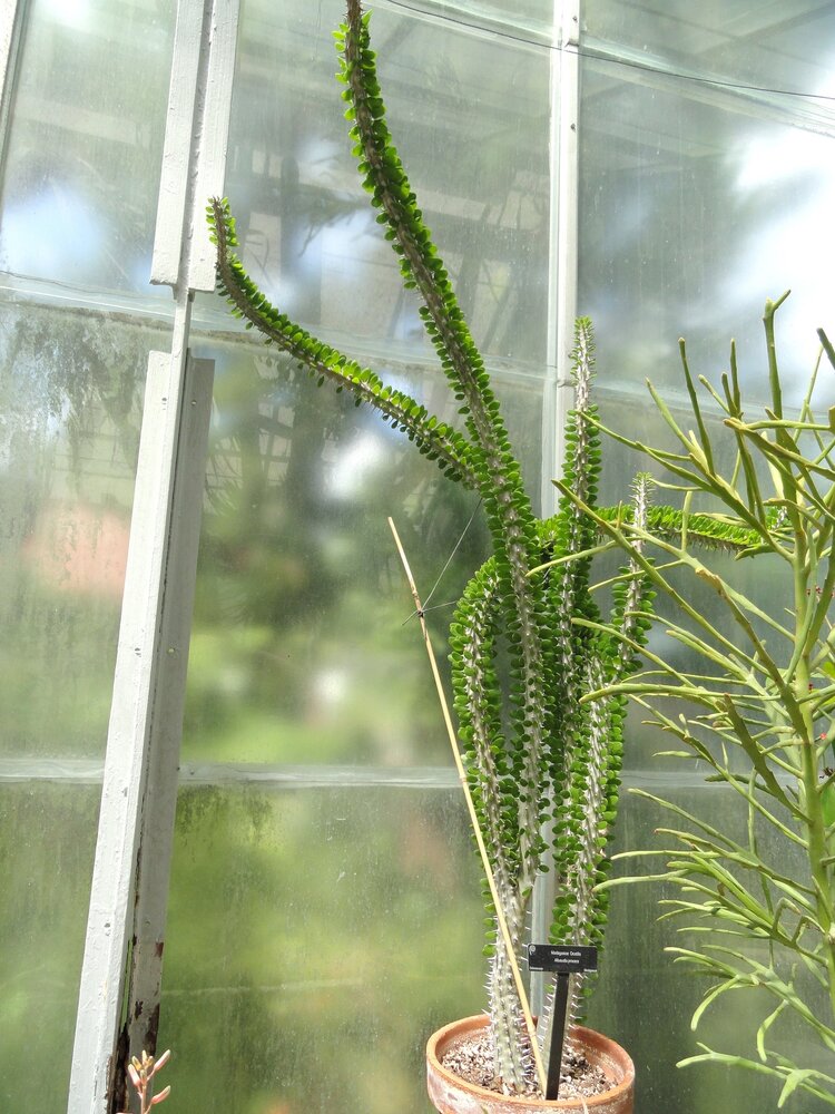 Madagaskar-Ocotillo (Alluaudia procera)