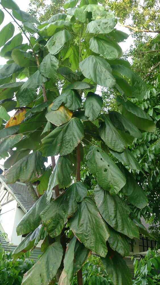Wei&szlig;er Kakao (Theobroma bicolor)