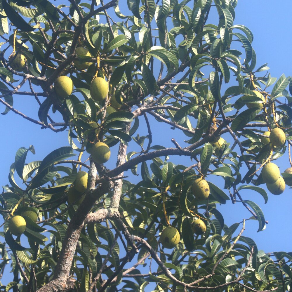 Stinkmango (Mangifera foetida)