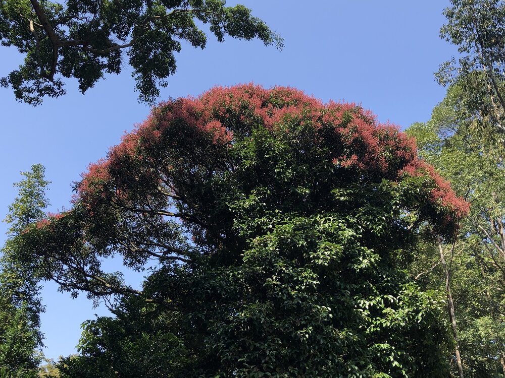 Stinkmango (Mangifera foetida)