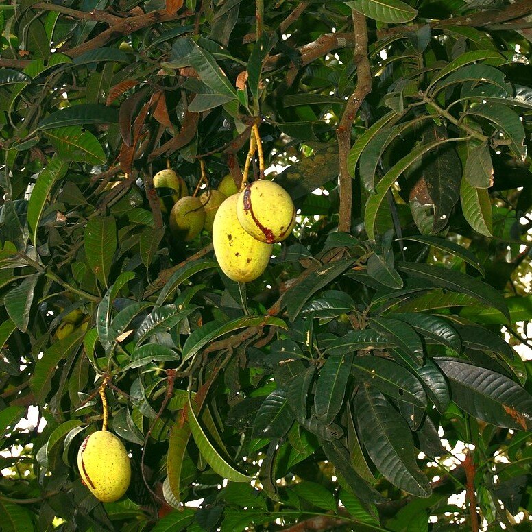 Stinkmango (Mangifera foetida)