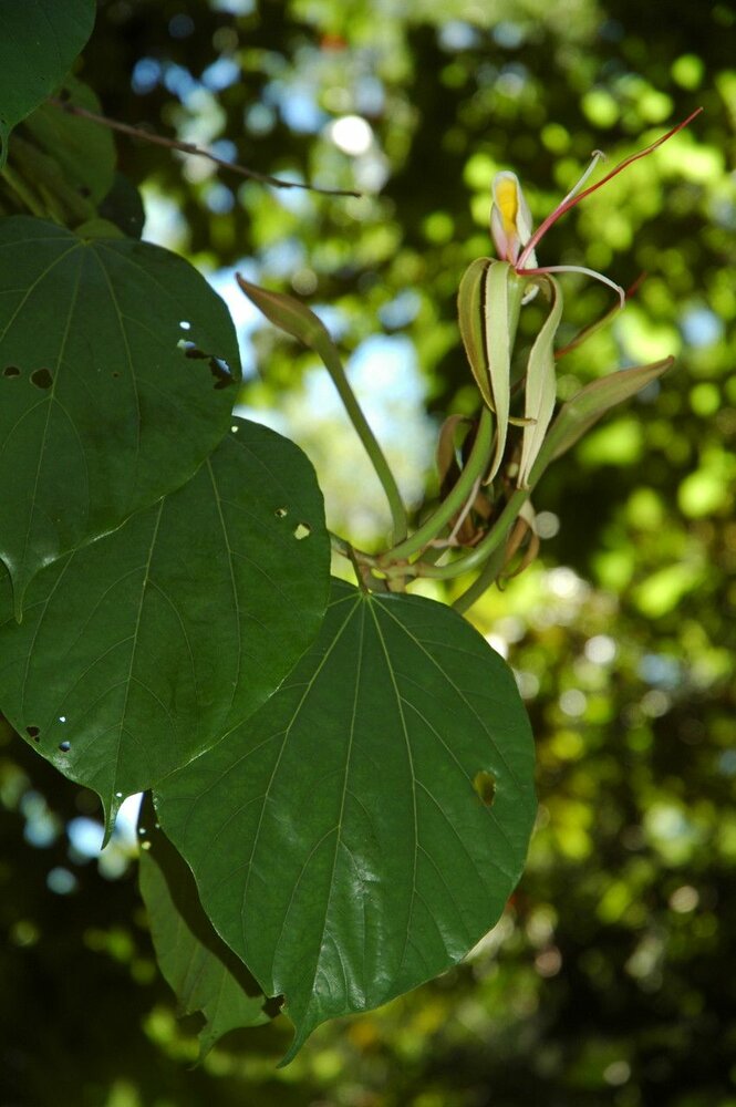 Riesenorchideenbaum (Gigasiphon macrosiphon)