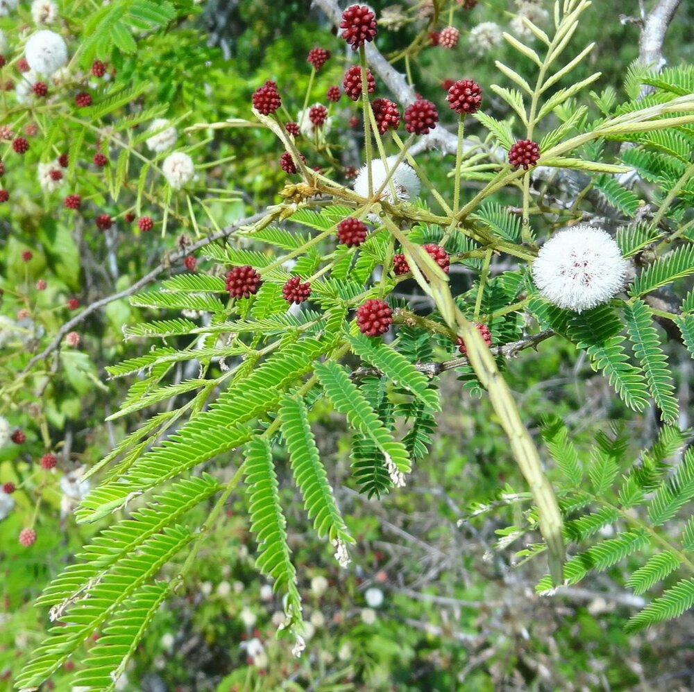 Shikakai (Acacia concinna)
