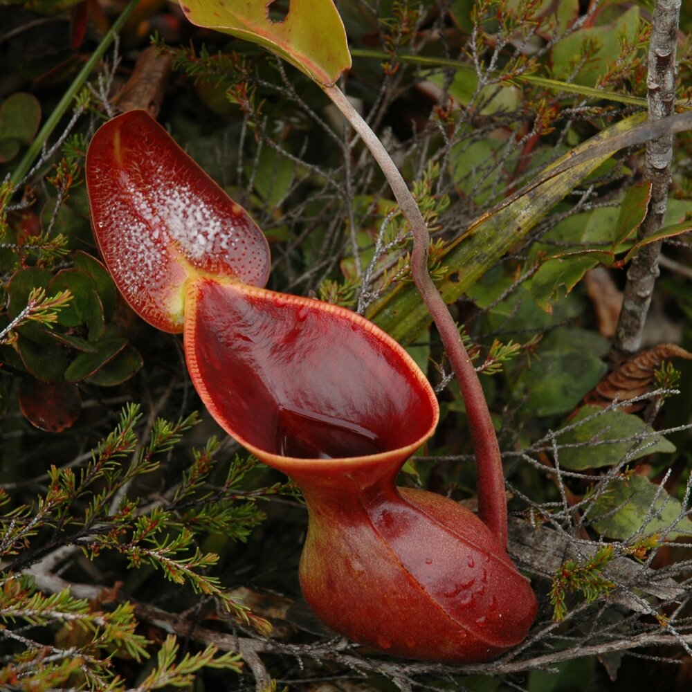 Kannenpflanze (Nepenthes lowii)