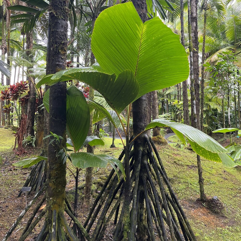 Stelzenpalme (Verschaffeltia splendida)