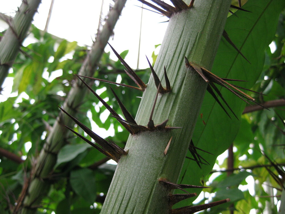 Stelzenpalme (Verschaffeltia splendida)