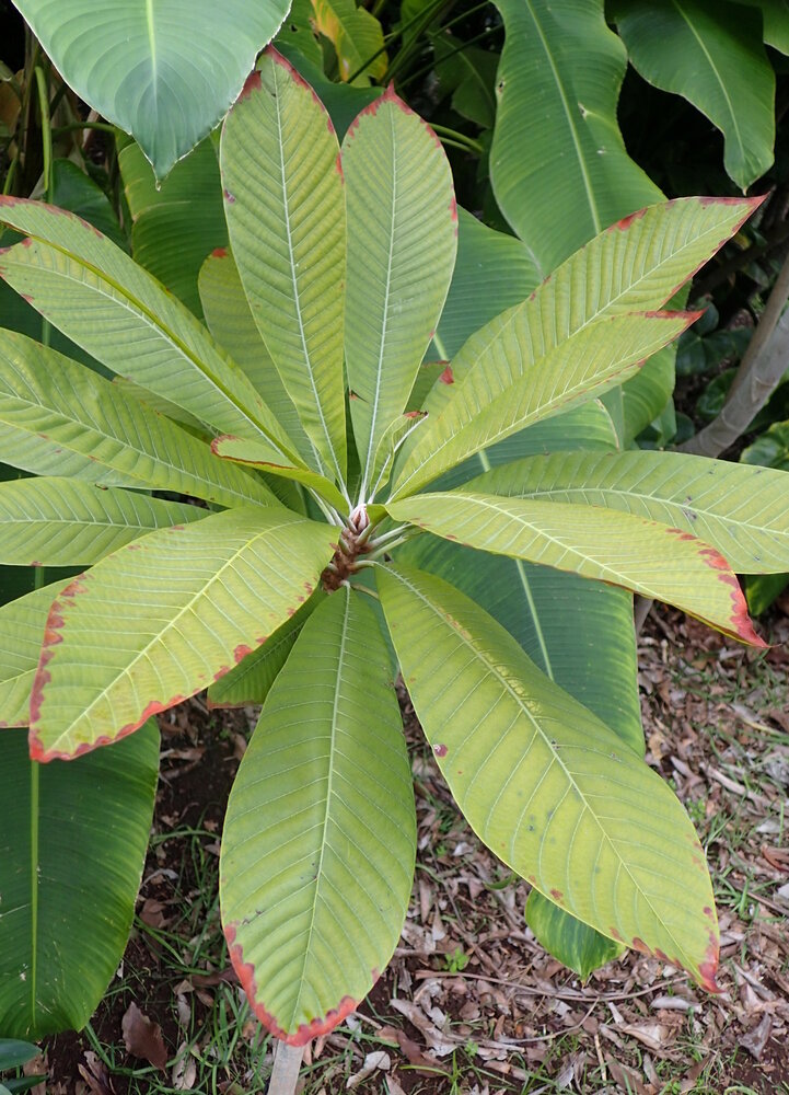 Mamey Sapote (Pouteria sapota)