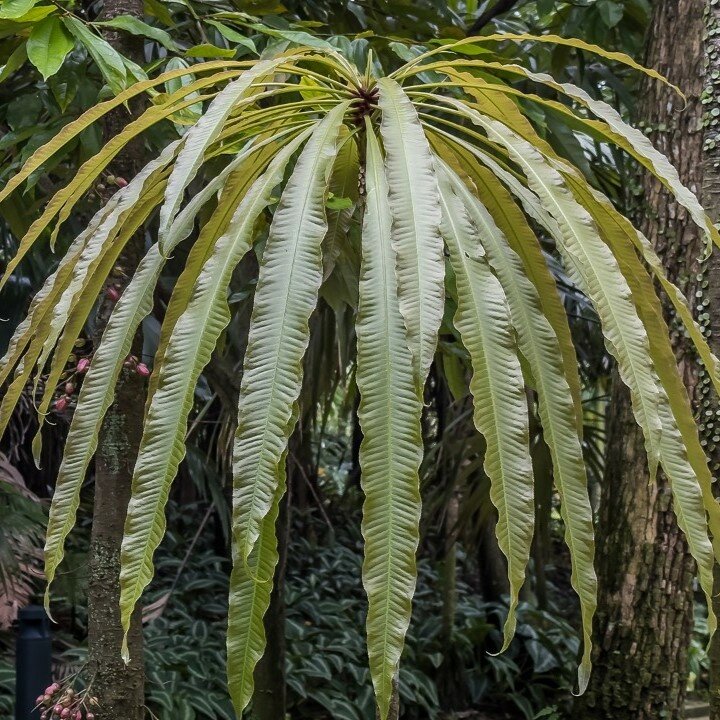 Kun-Job (Barringtonia papuana)