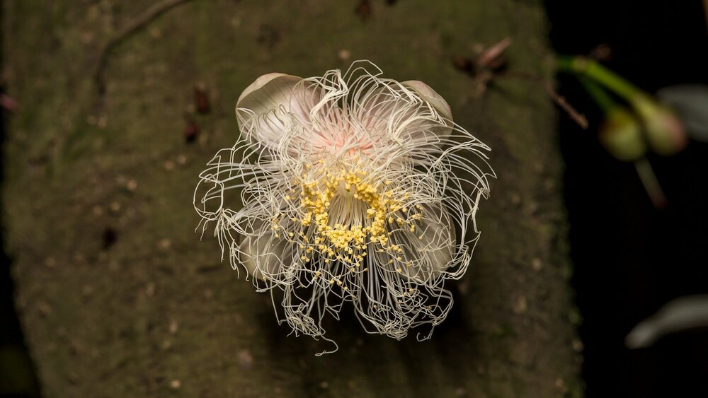 Kun-Job (Barringtonia papuana)
