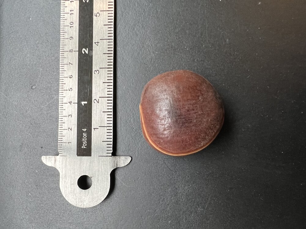 Riesenorchideenbaum (Gigasiphon macrosiphon)