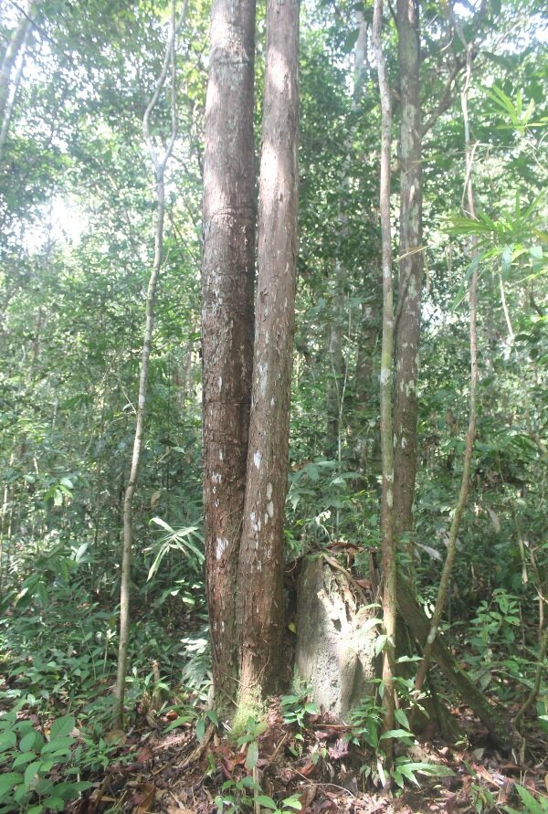 Borneanisches Eisenholz (Eusideroxylon zwageri)