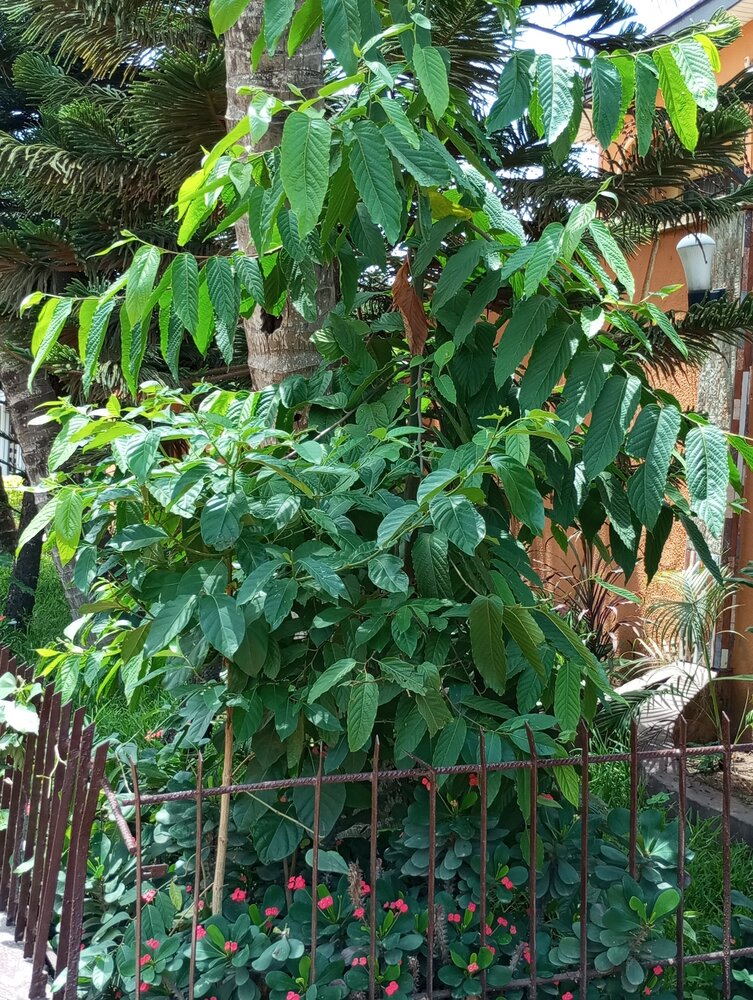 Borneanisches Eisenholz (Eusideroxylon zwageri)