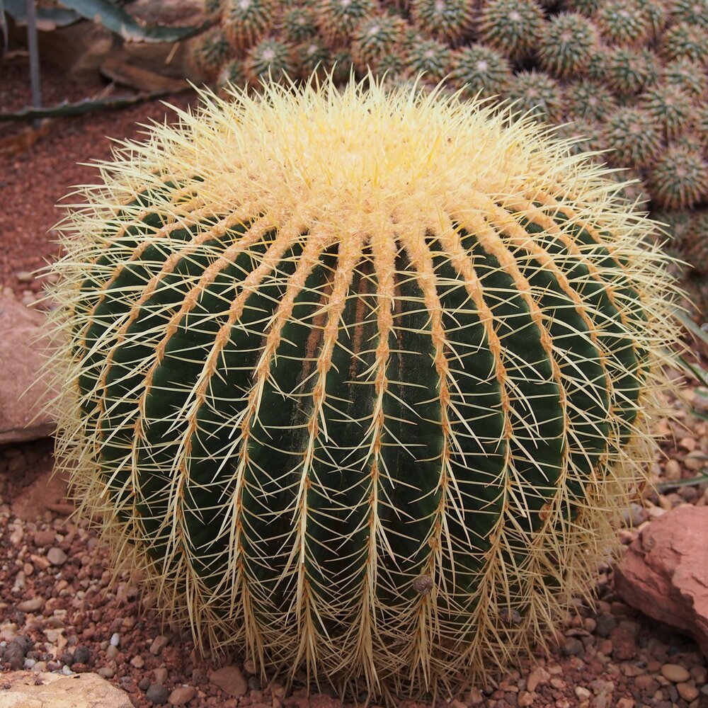 Schwiegermutterstuhl (Echinocactus grusonii)