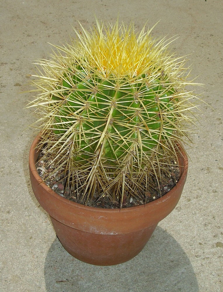 Schwiegermutterstuhl (Echinocactus grusonii)