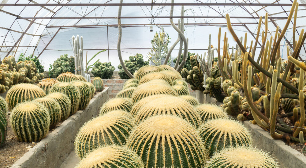 Schwiegermutterstuhl (Echinocactus grusonii)