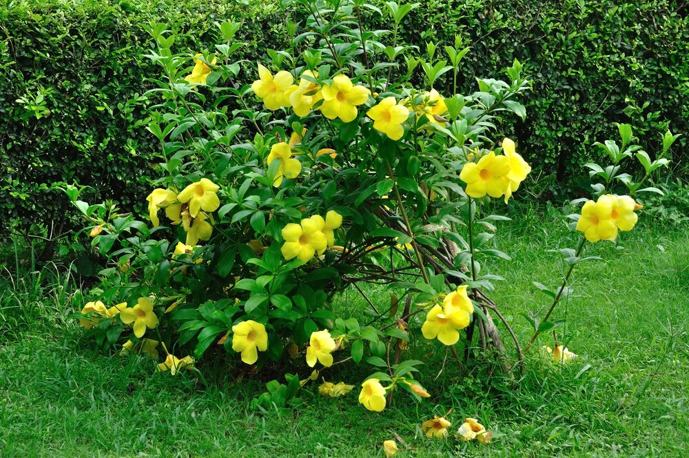 Goldtrompete (Allamanda cathartica)