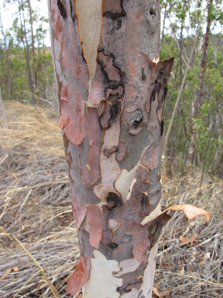 Zitronen-Eukalyptus (Corymbia citriodora)