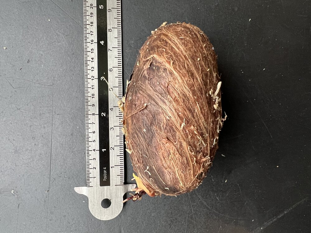 Wei&szlig;e Mango (Mangifera caesia)
