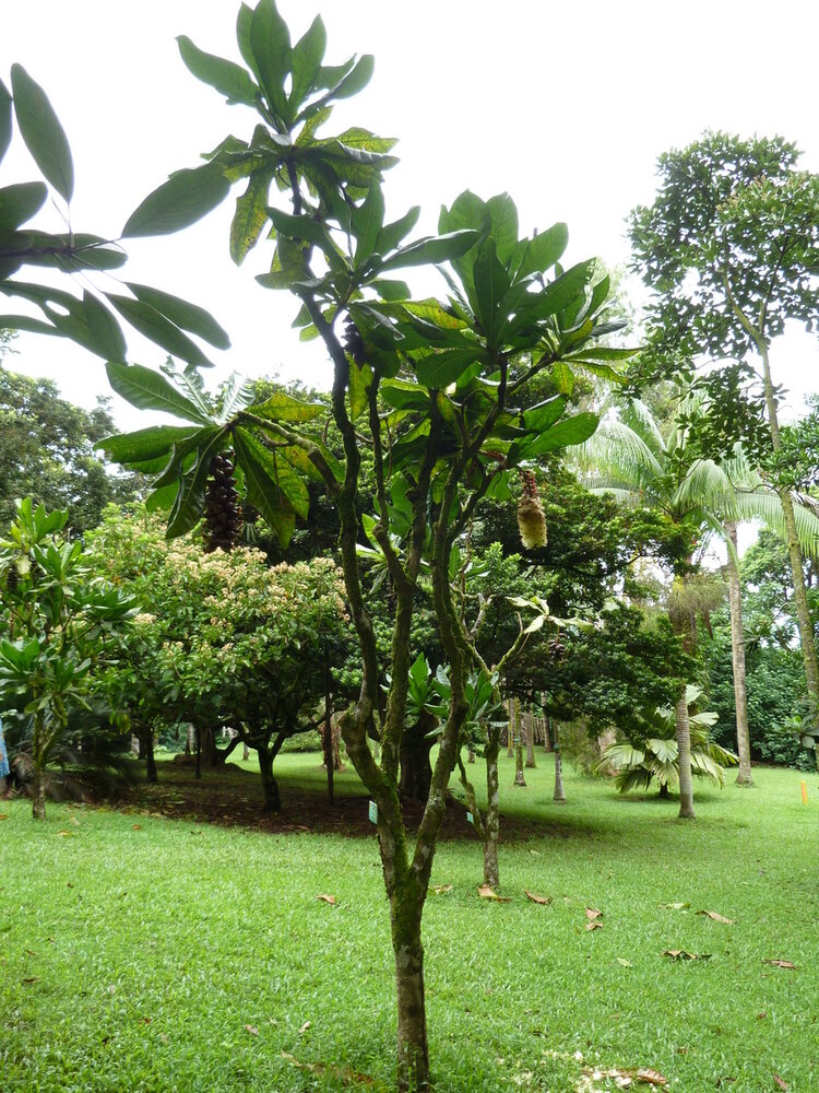 Paonuss (Barringtonia edulis)