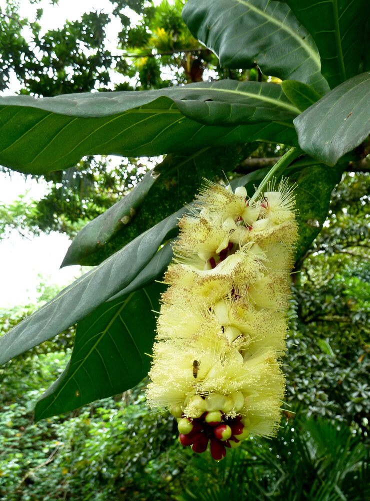 Paonuss (Barringtonia edulis)