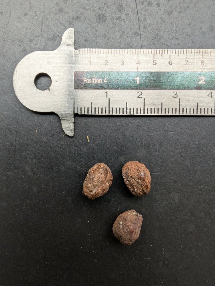 Myrrhe (Commiphora myrrha)