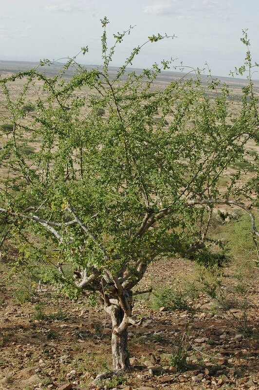 Myrrhe (Commiphora myrrha)