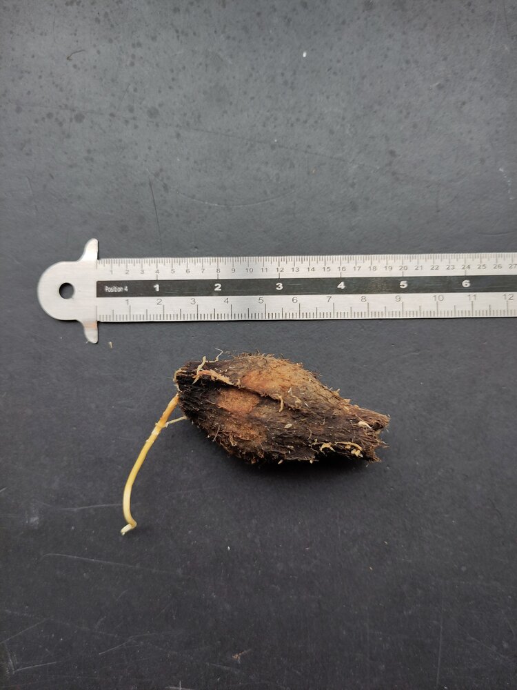 Paonuss (Barringtonia edulis)