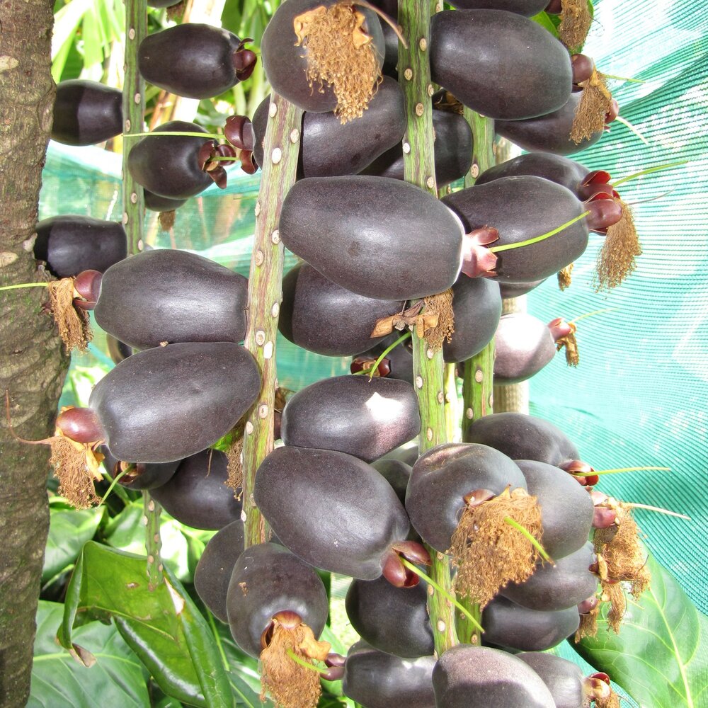 Paonuss (Barringtonia edulis)