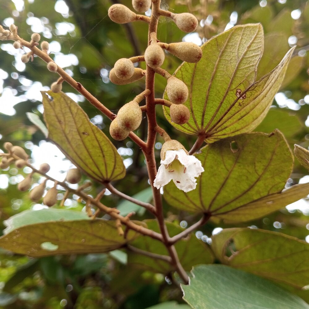 Kamelfu&szlig;baum (Piliostigma thonningii)