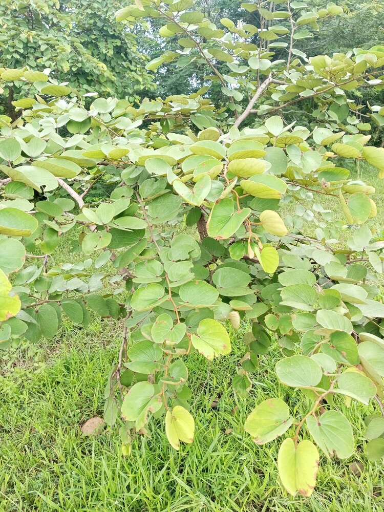 Kamelfu&szlig;baum (Piliostigma thonningii)