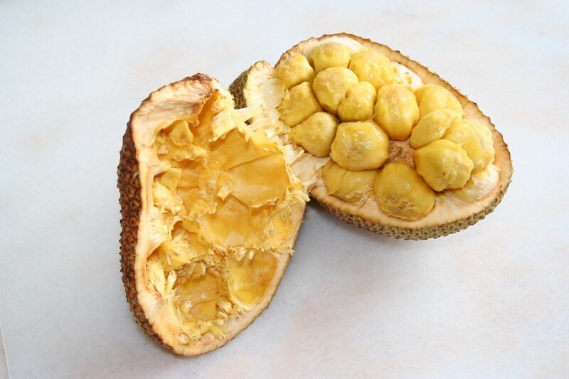 Tjampedak (Artocarpus integer)