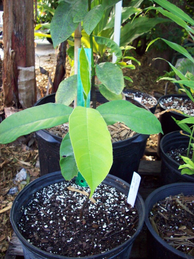 Tjampedak (Artocarpus integer)