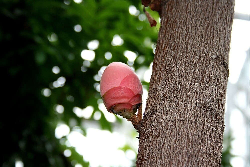 Venezolanische Rose (Brownea grandiceps)