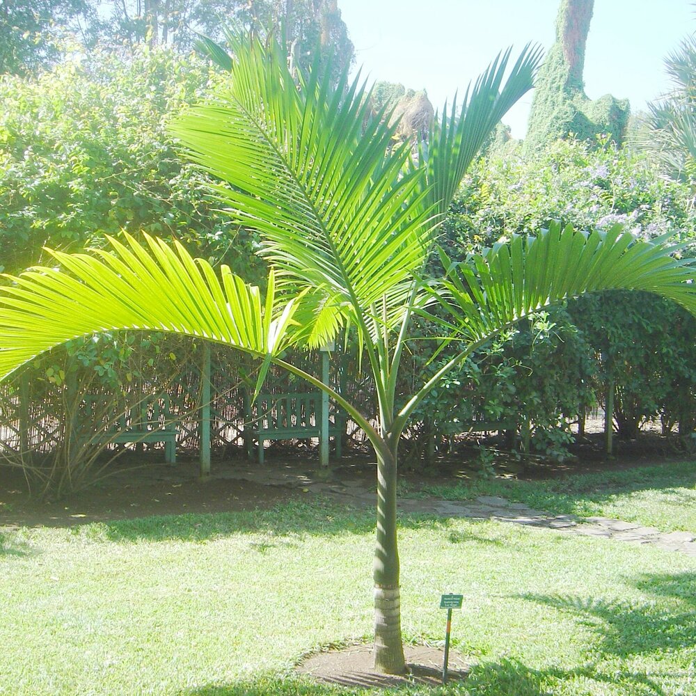 Champagnerpalme (Hyophorbe indica)