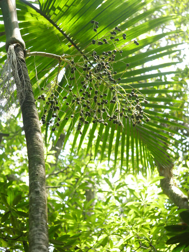 Champagnerpalme (Hyophorbe indica)