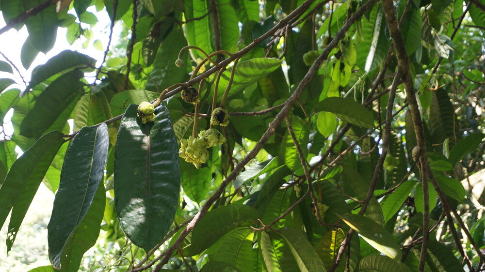Tampang susu (Prainea limpato)