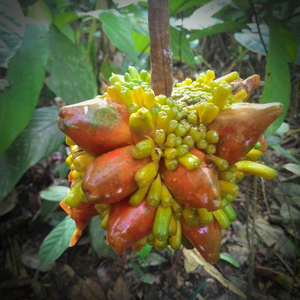 Tampang susu (Prainea limpato)