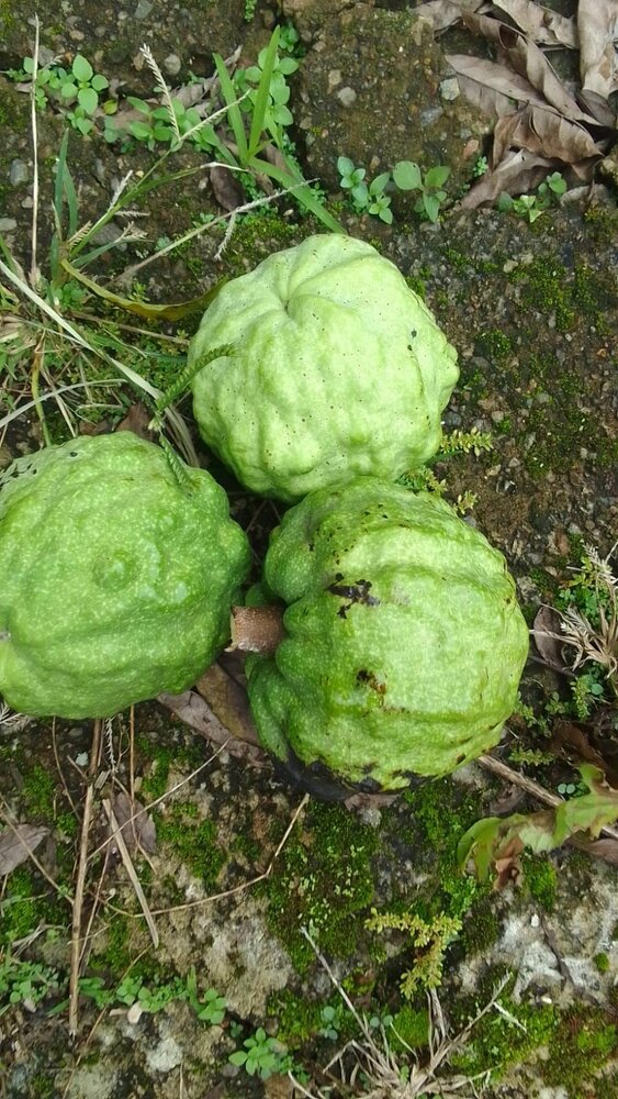 Angolanische Muskatnuss (Monodora angolensis)