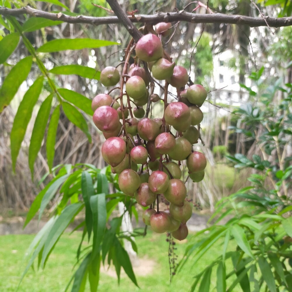 Johore (Lepisanthes alata)