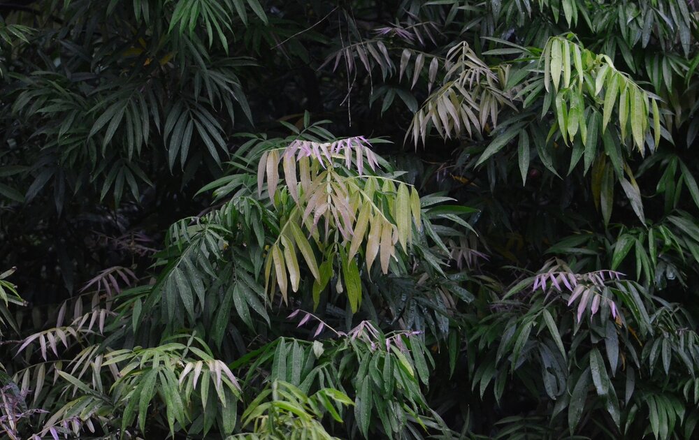 Johore (Lepisanthes alata)