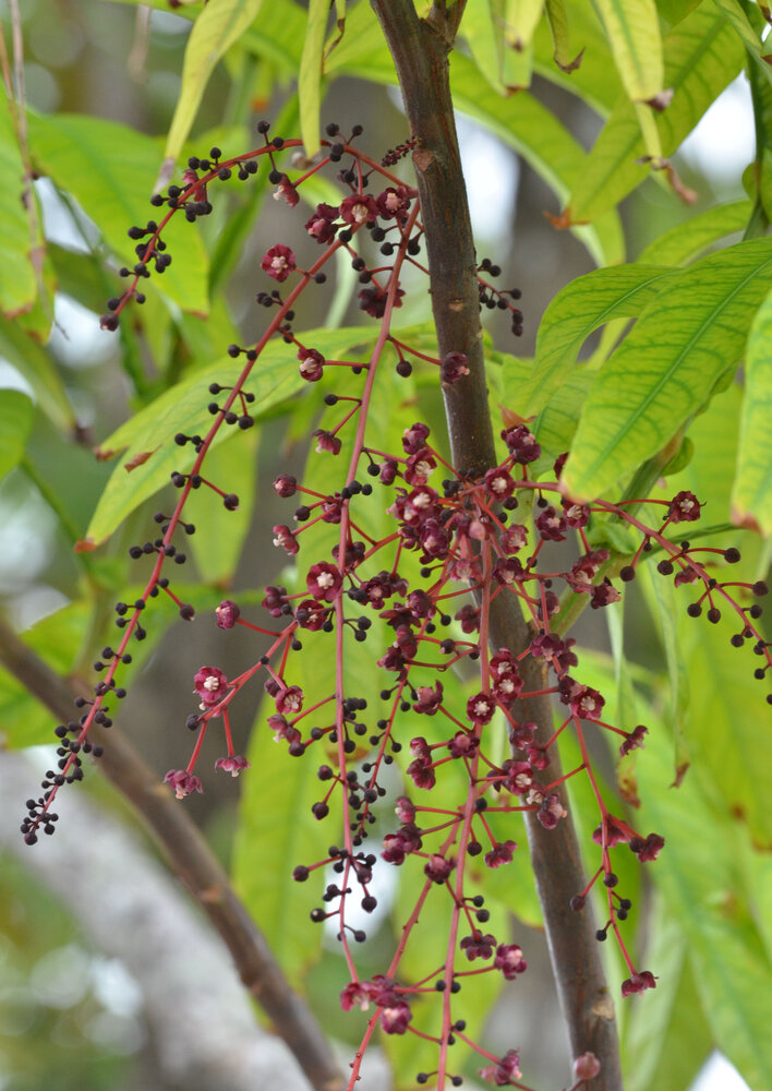 Johore (Lepisanthes alata)