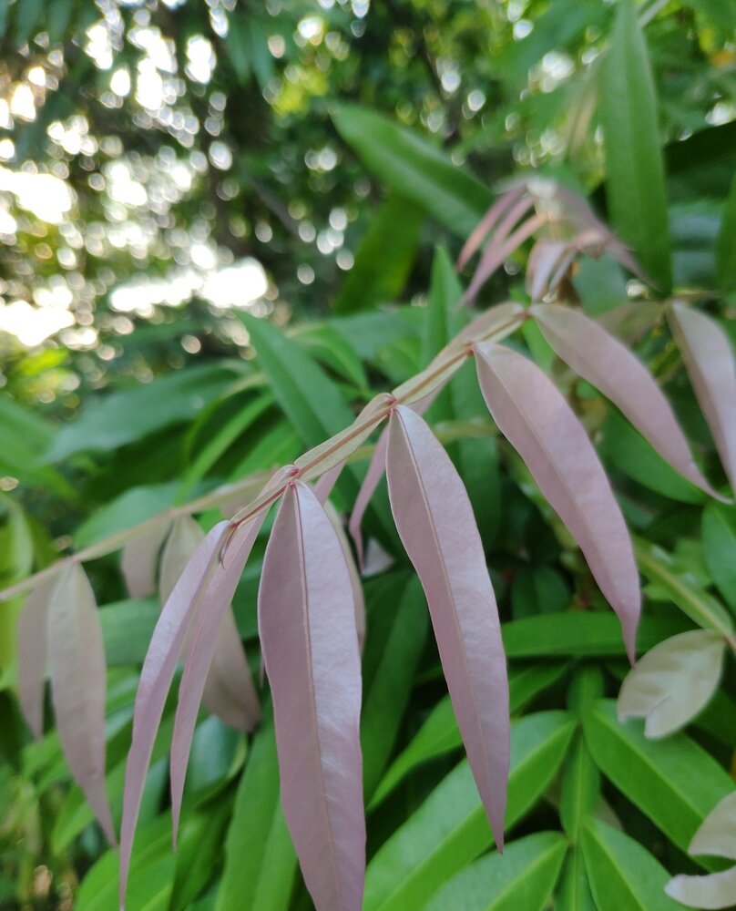Johore (Lepisanthes alata)