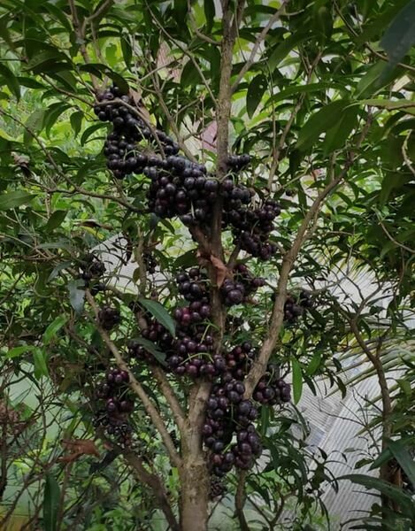 Gowok (Syzygium polycephalum)