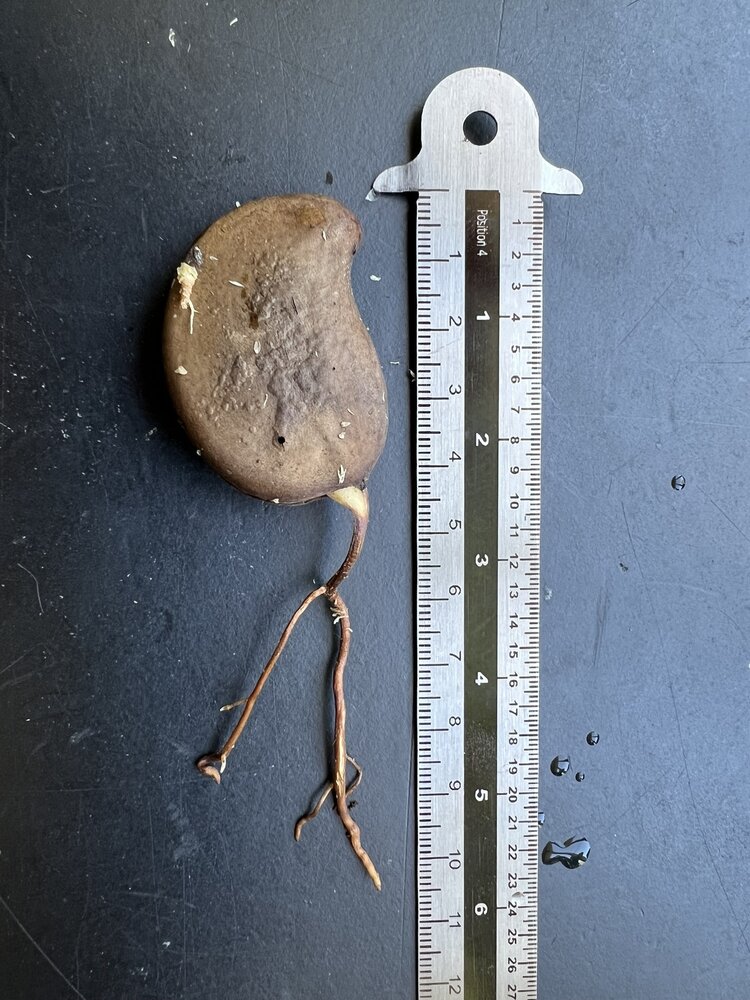 Ashoka (Saraca asoca)