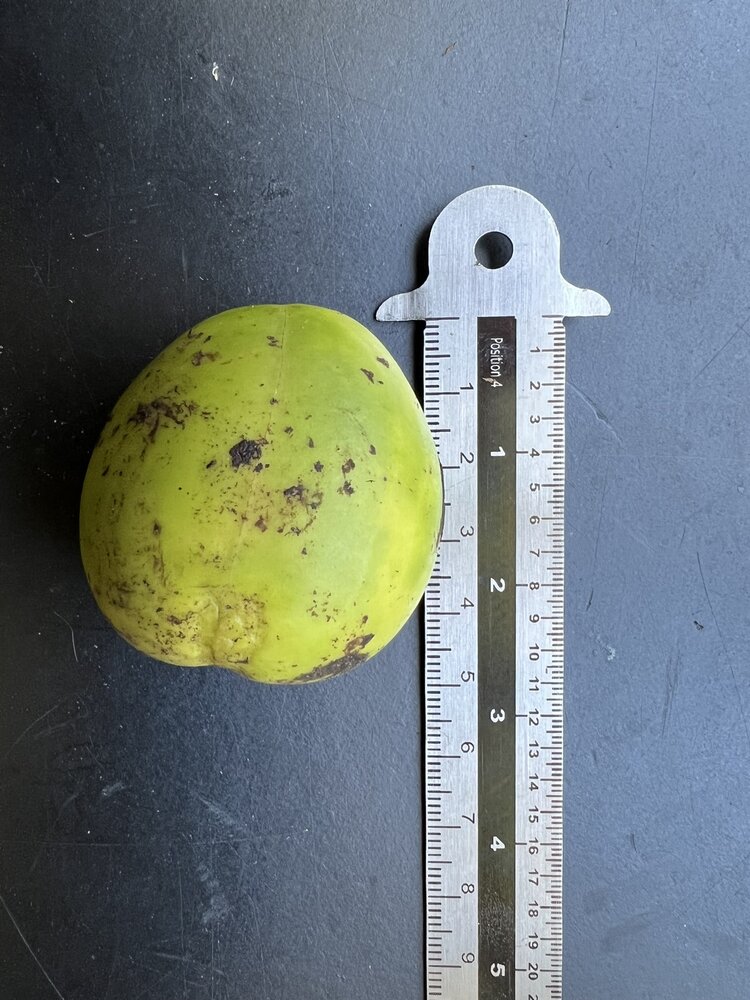 Australische Kastanie (Castanospermum australe)
