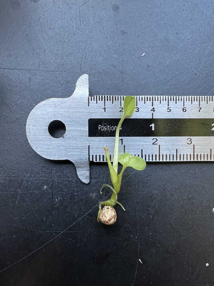 Cyrtosperma (Cyrtosperma macrotum)