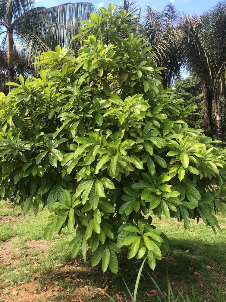 Abiu (Pouteria caimito)