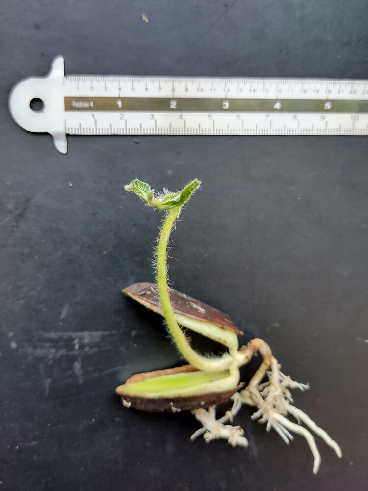 Abiu (Pouteria caimito)