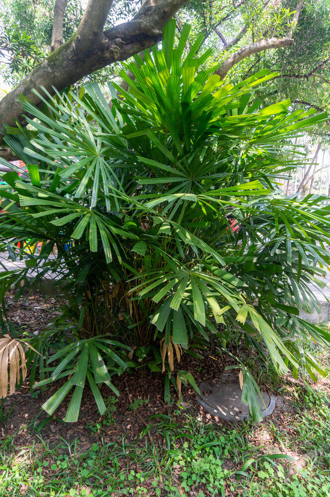 Hainan-F&auml;cherpalme (Lanonia hainanensis)
